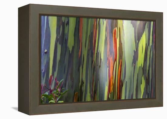 Hawaii, Maui, Rainbow Eucalyptus Trees-Terry Eggers-Framed Premier Image Canvas
