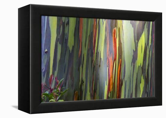 Hawaii, Maui, Rainbow Eucalyptus Trees-Terry Eggers-Framed Premier Image Canvas