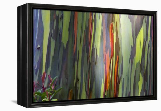 Hawaii, Maui, Rainbow Eucalyptus Trees-Terry Eggers-Framed Premier Image Canvas