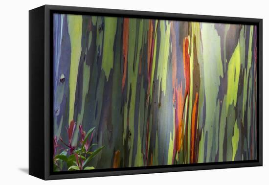 Hawaii, Maui, Rainbow Eucalyptus Trees-Terry Eggers-Framed Premier Image Canvas