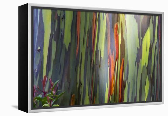 Hawaii, Maui, Rainbow Eucalyptus Trees-Terry Eggers-Framed Premier Image Canvas