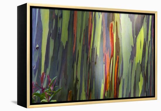 Hawaii, Maui, Rainbow Eucalyptus Trees-Terry Eggers-Framed Premier Image Canvas
