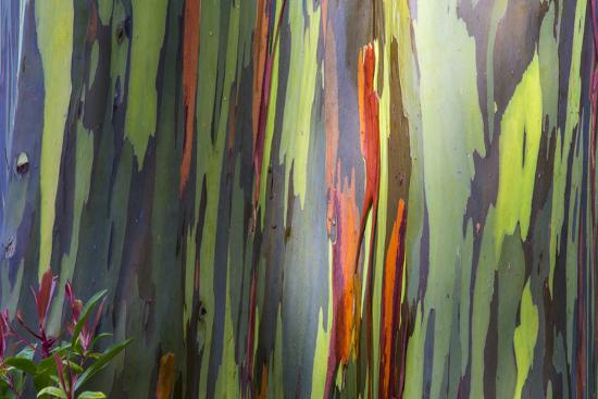 Hawaii Maui Rainbow Eucalyptus Trees Photographic Print Terry