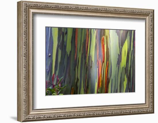 Hawaii, Maui, Rainbow Eucalyptus Trees-Terry Eggers-Framed Photographic Print