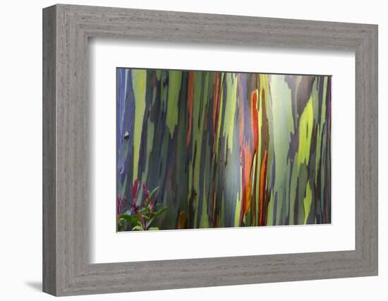 Hawaii, Maui, Rainbow Eucalyptus Trees-Terry Eggers-Framed Photographic Print