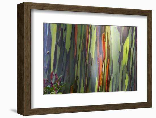 Hawaii, Maui, Rainbow Eucalyptus Trees-Terry Eggers-Framed Photographic Print