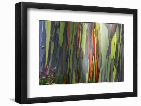 Hawaii, Maui, Rainbow Eucalyptus Trees-Terry Eggers-Framed Photographic Print