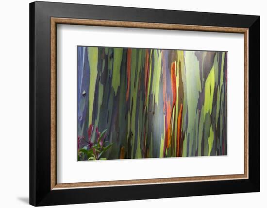 Hawaii, Maui, Rainbow Eucalyptus Trees-Terry Eggers-Framed Photographic Print