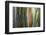 Hawaii, Maui, Rainbow Eucalyptus Trees-Terry Eggers-Framed Photographic Print