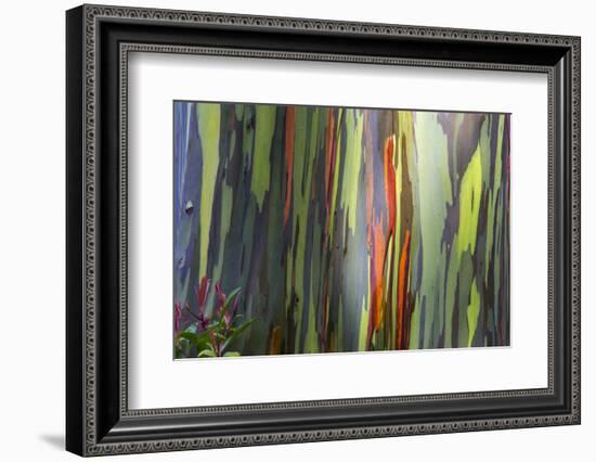 Hawaii, Maui, Rainbow Eucalyptus Trees-Terry Eggers-Framed Photographic Print