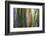 Hawaii, Maui, Rainbow Eucalyptus Trees-Terry Eggers-Framed Photographic Print