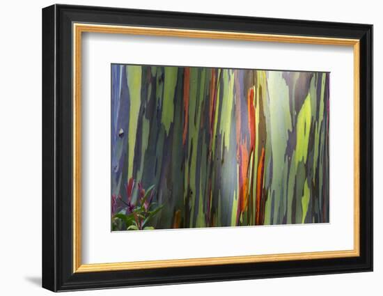 Hawaii, Maui, Rainbow Eucalyptus Trees-Terry Eggers-Framed Photographic Print