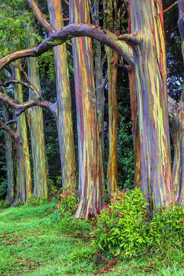 Hawaii, Maui, Rainbow Eucalyptus Trees' Photographic Print - Terry ...