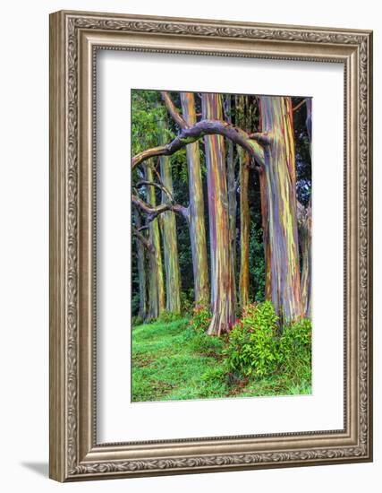 Hawaii, Maui, Rainbow Eucalyptus Trees-Terry Eggers-Framed Photographic Print