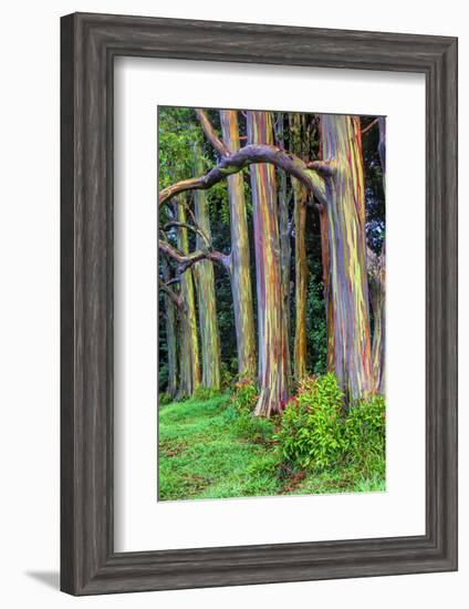 Hawaii, Maui, Rainbow Eucalyptus Trees-Terry Eggers-Framed Photographic Print