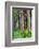 Hawaii, Maui, Rainbow Eucalyptus Trees-Terry Eggers-Framed Photographic Print