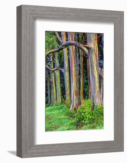 Hawaii, Maui, Rainbow Eucalyptus Trees-Terry Eggers-Framed Photographic Print