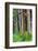 Hawaii, Maui, Rainbow Eucalyptus Trees-Terry Eggers-Framed Photographic Print