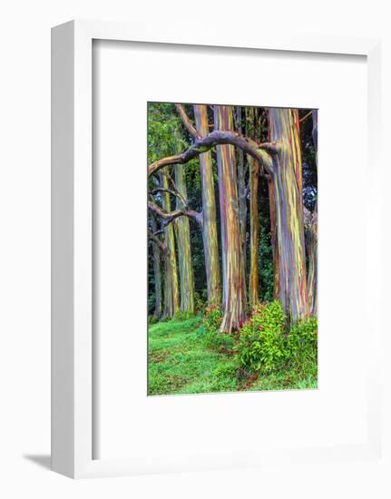 Hawaii, Maui, Rainbow Eucalyptus Trees-Terry Eggers-Framed Photographic Print