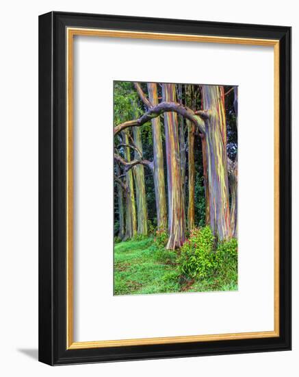 Hawaii, Maui, Rainbow Eucalyptus Trees-Terry Eggers-Framed Photographic Print