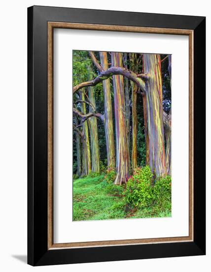 Hawaii, Maui, Rainbow Eucalyptus Trees-Terry Eggers-Framed Photographic Print