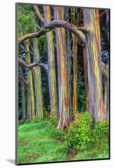 Hawaii, Maui, Rainbow Eucalyptus Trees-Terry Eggers-Mounted Photographic Print