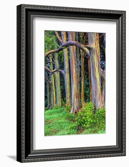 Hawaii, Maui, Rainbow Eucalyptus Trees-Terry Eggers-Framed Photographic Print