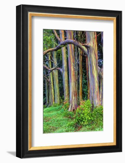 Hawaii, Maui, Rainbow Eucalyptus Trees-Terry Eggers-Framed Photographic Print