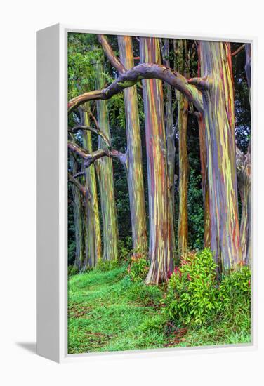 Hawaii, Maui, Rainbow Eucalyptus Trees-Terry Eggers-Framed Premier Image Canvas