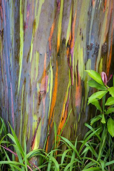 hawaii maui rainbow eucalyptus trees photographic print by terry