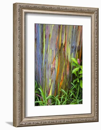 Hawaii, Maui, Rainbow Eucalyptus Trees-Terry Eggers-Framed Photographic Print