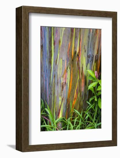 Hawaii, Maui, Rainbow Eucalyptus Trees-Terry Eggers-Framed Photographic Print