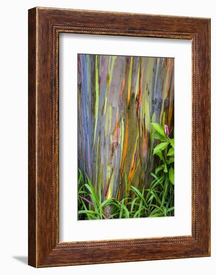 Hawaii, Maui, Rainbow Eucalyptus Trees-Terry Eggers-Framed Photographic Print