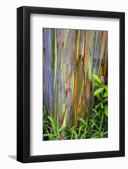 Hawaii, Maui, Rainbow Eucalyptus Trees-Terry Eggers-Framed Photographic Print