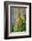 Hawaii, Maui, Rainbow Eucalyptus Trees-Terry Eggers-Framed Photographic Print