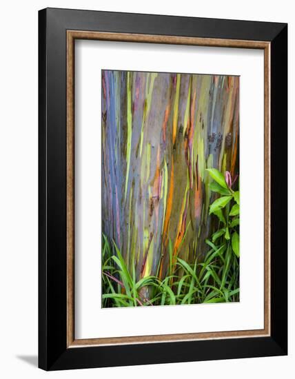 Hawaii, Maui, Rainbow Eucalyptus Trees-Terry Eggers-Framed Photographic Print