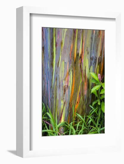 Hawaii, Maui, Rainbow Eucalyptus Trees-Terry Eggers-Framed Photographic Print