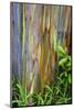 Hawaii, Maui, Rainbow Eucalyptus Trees-Terry Eggers-Mounted Photographic Print