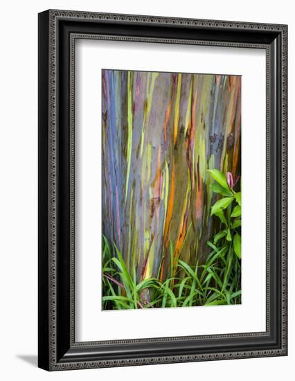 Hawaii, Maui, Rainbow Eucalyptus Trees-Terry Eggers-Framed Photographic Print