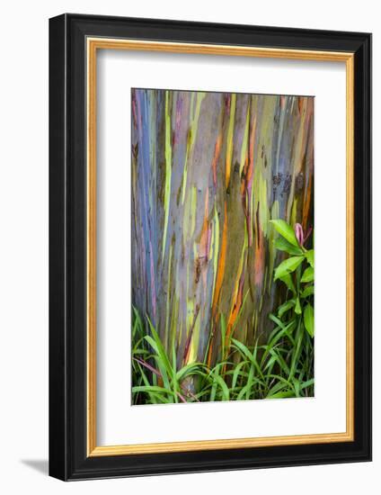 Hawaii, Maui, Rainbow Eucalyptus Trees-Terry Eggers-Framed Photographic Print