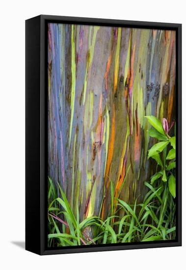 Hawaii, Maui, Rainbow Eucalyptus Trees-Terry Eggers-Framed Premier Image Canvas