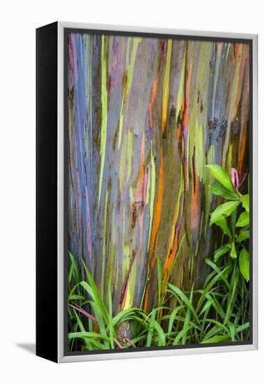 Hawaii, Maui, Rainbow Eucalyptus Trees-Terry Eggers-Framed Premier Image Canvas