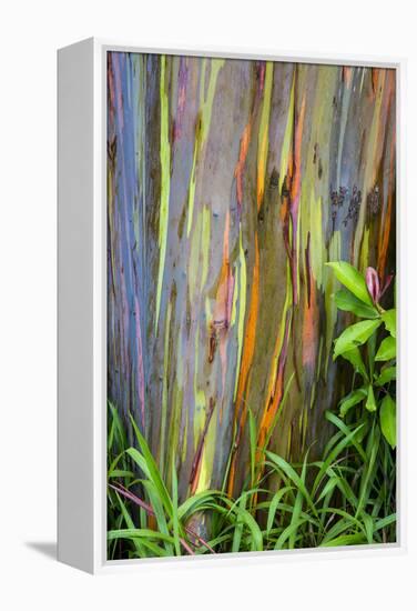 Hawaii, Maui, Rainbow Eucalyptus Trees-Terry Eggers-Framed Premier Image Canvas