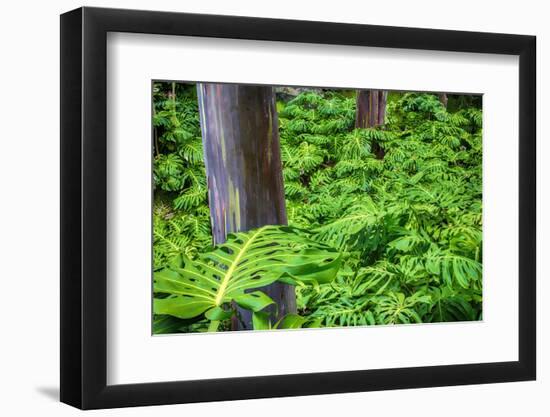 Hawaii, Maui, Rainbow Eucalyptus Trees-Terry Eggers-Framed Photographic Print