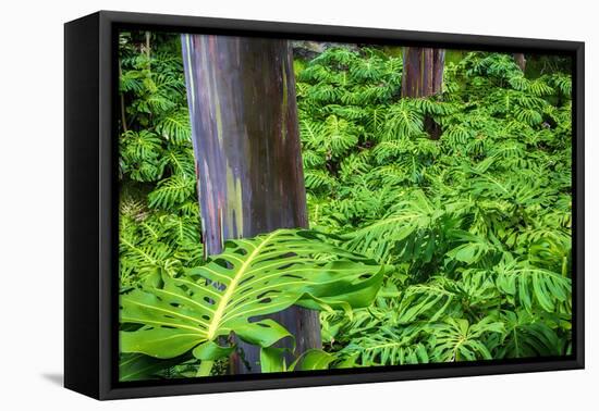 Hawaii, Maui, Rainbow Eucalyptus Trees-Terry Eggers-Framed Premier Image Canvas