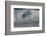 Hawaii, Oahu, Surfers in Action at the Pipeline on the Coast-Terry Eggers-Framed Photographic Print