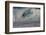 Hawaii, Oahu, Surfers in Action at the Pipeline on the Coast-Terry Eggers-Framed Photographic Print