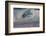 Hawaii, Oahu, Surfers in Action at the Pipeline on the Coast-Terry Eggers-Framed Photographic Print