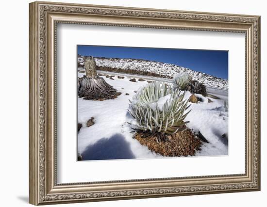 Hawaii silversword covered by an unusual snowfall, Hawaii-David Fleetham-Framed Photographic Print