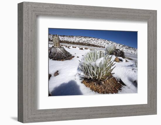 Hawaii silversword covered by an unusual snowfall, Hawaii-David Fleetham-Framed Photographic Print